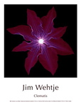 Clematis-Print-C12249071