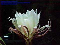 noneoftheabove2 2002-08-21 1029979675883